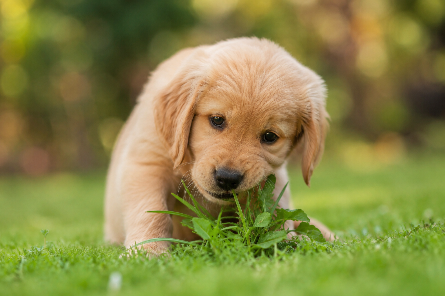Why do dogs eat grass/Common Reasons Explained 