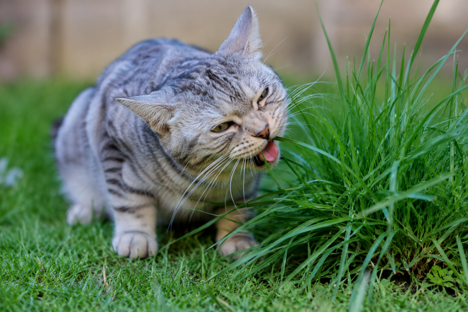 Why Is My Cat Eating Grass?