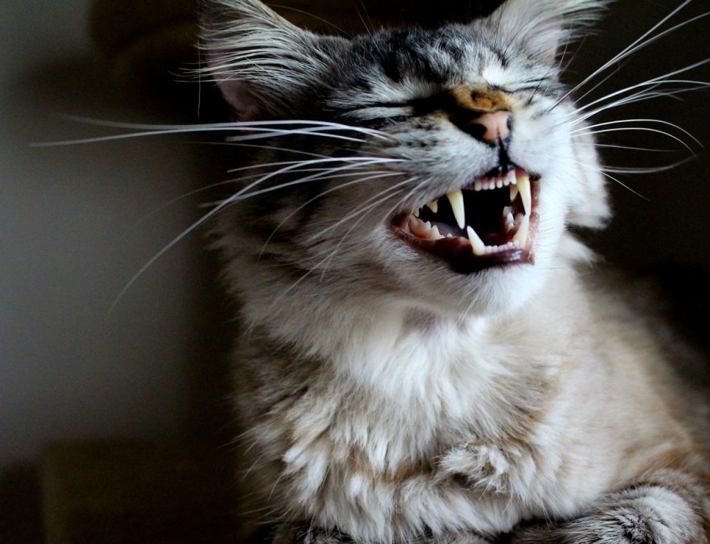 A fluffy cat yawning, exposing its sharp teeth, captured indoors.