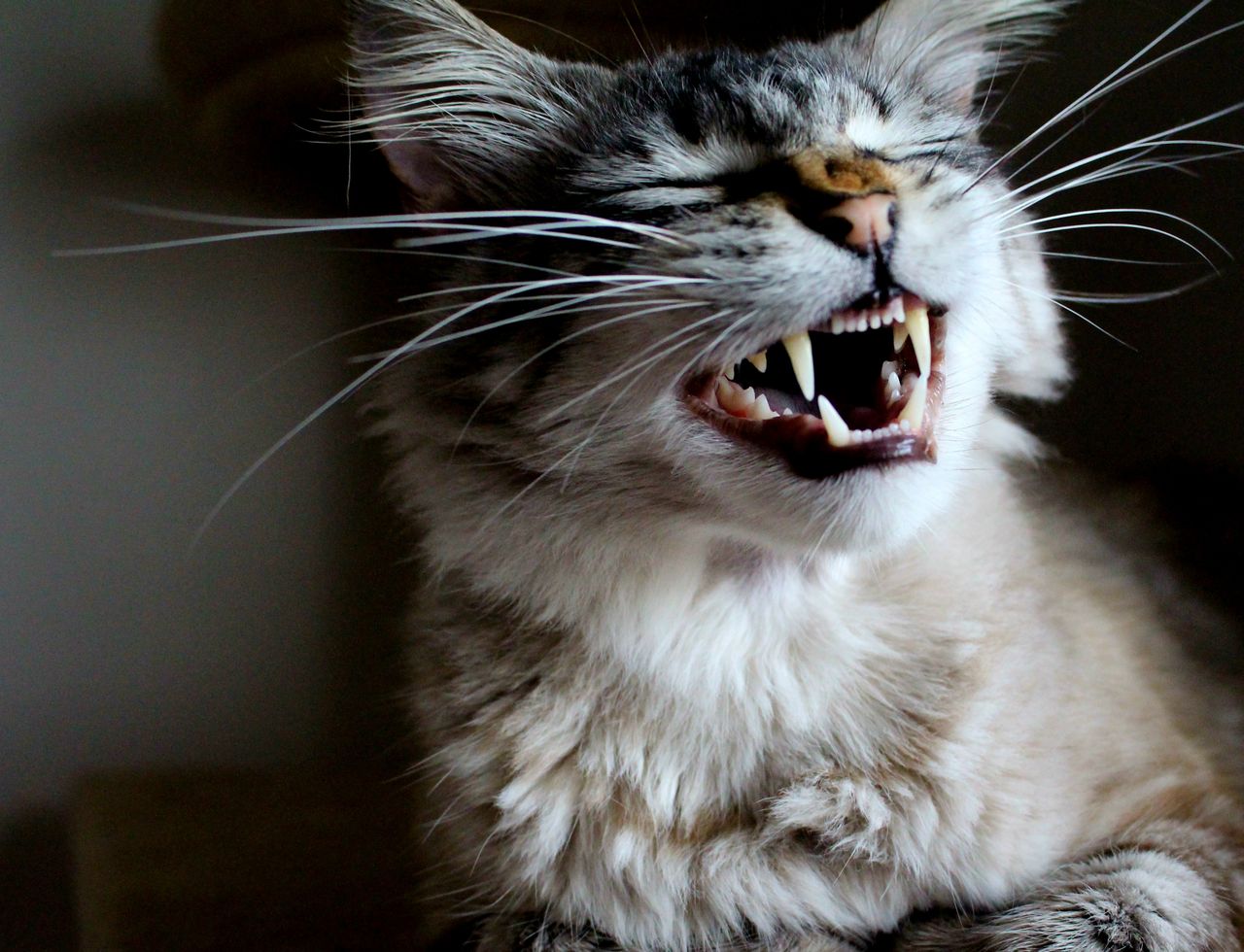 Why is My Cat Sneezing? Reasons & When to Start Worrying 